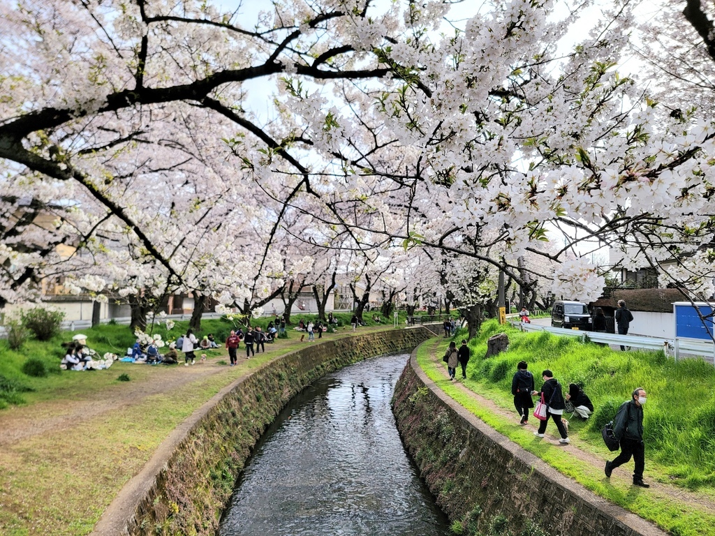 2024 東京櫻花 (2)