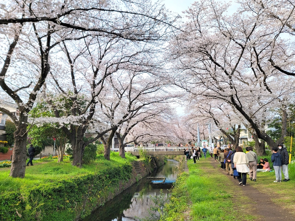 2024 東京櫻花 (2)