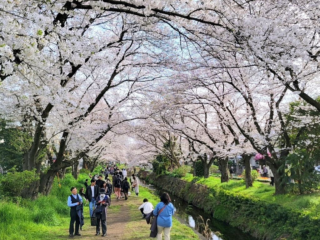 2024 東京櫻花 (2)