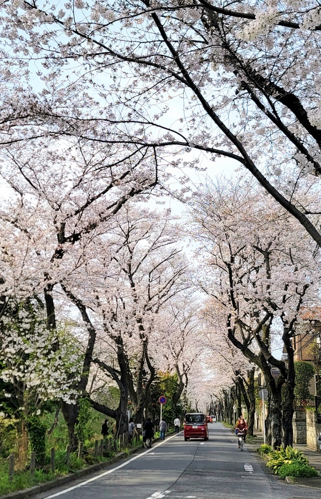 2024 東京櫻花 (2)