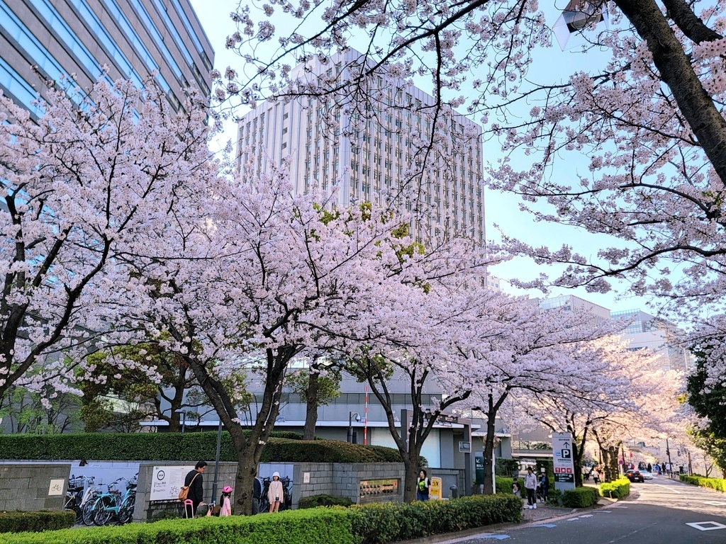 2024 東京櫻花 (3) 渋谷櫻丘