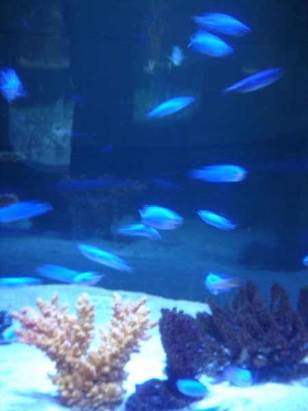 Coex水族館