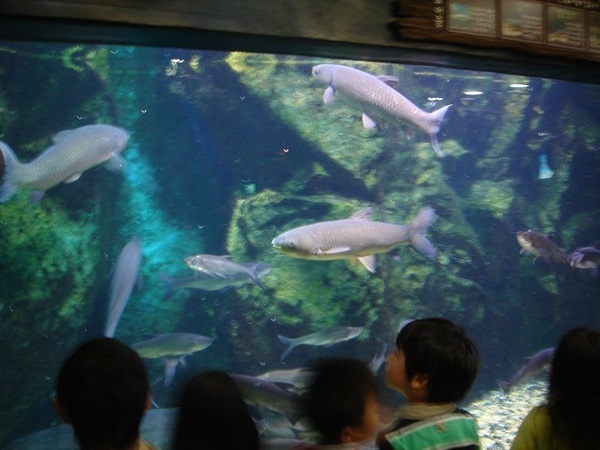 Coex水族館