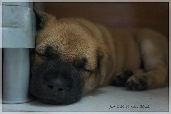 201105 puppy sleep.JPG
