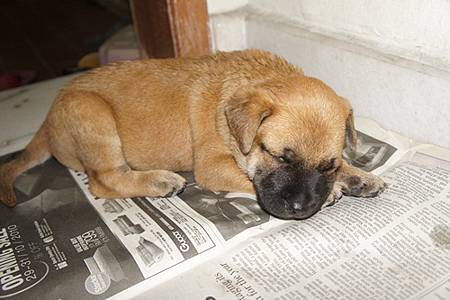 201105 puppy 1.JPG