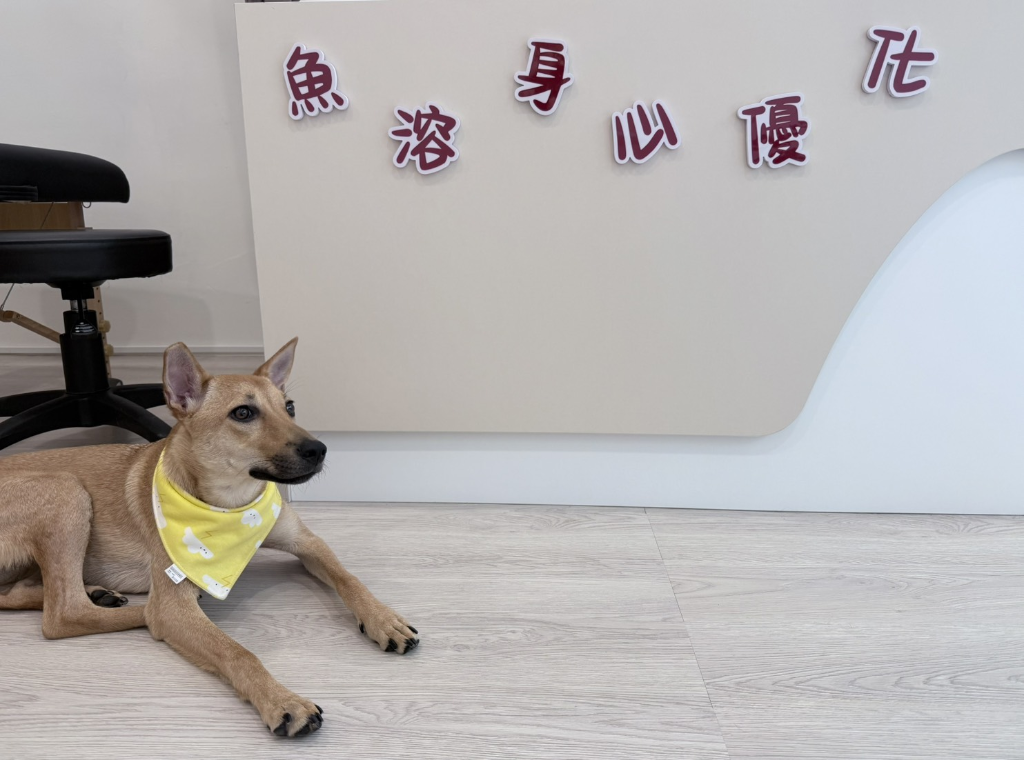 女性友善按摩放鬆｡⁠◕⁠‿⁠◕⁠｡小資obs真心推薦(⁠｡⁠