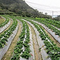 佳樂休閒農園 (6)