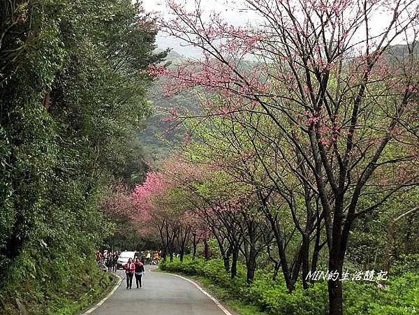 三芝櫻花 (5)