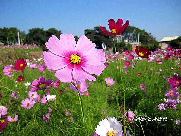 銅鑼杭菊 (7)