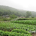 陽明山繡球花(7)