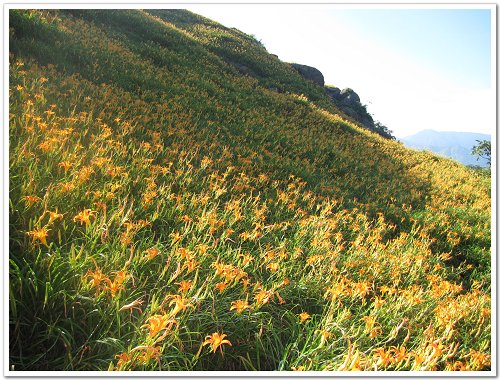 六十石山金針花 (10).JPG