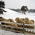 大關嶺餵羊+滑雪 (1).jpg