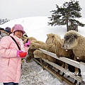 大關嶺餵羊+滑雪 (3).jpg