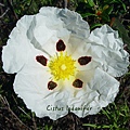 Cistus_ladanifer_f.jpg