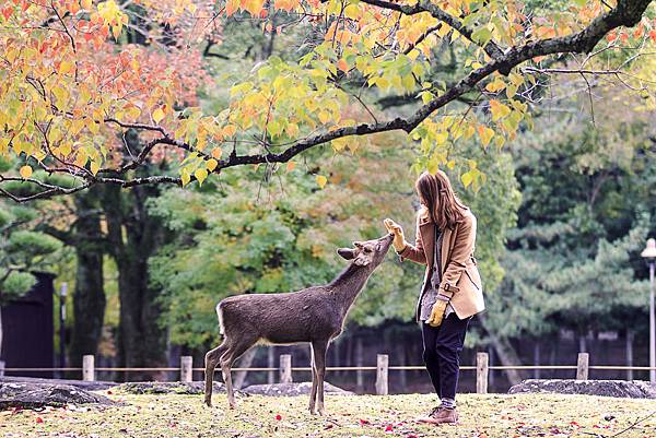 shutterstock_166465892(NARA, JAPAN - Nov 21 Visitors feed wild deer on April 21, 2013 ).jpg