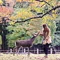 shutterstock_166465892(NARA, JAPAN - Nov 21 Visitors feed wild deer on April 21, 2013 ).jpg