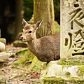 奈良公園_奈良鹿shutterstock_146675222.jpg