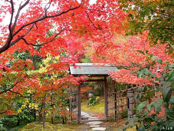 白鳥庭園  紅葉5.jpg