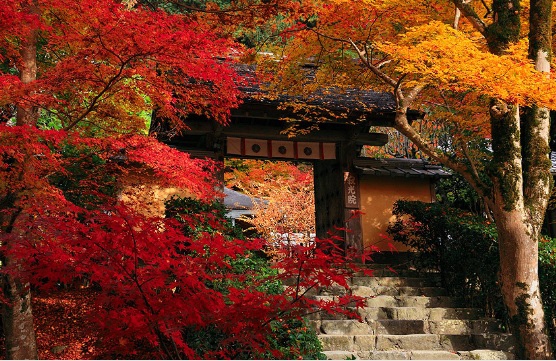 寂光院  愛知  紅葉1.jpg