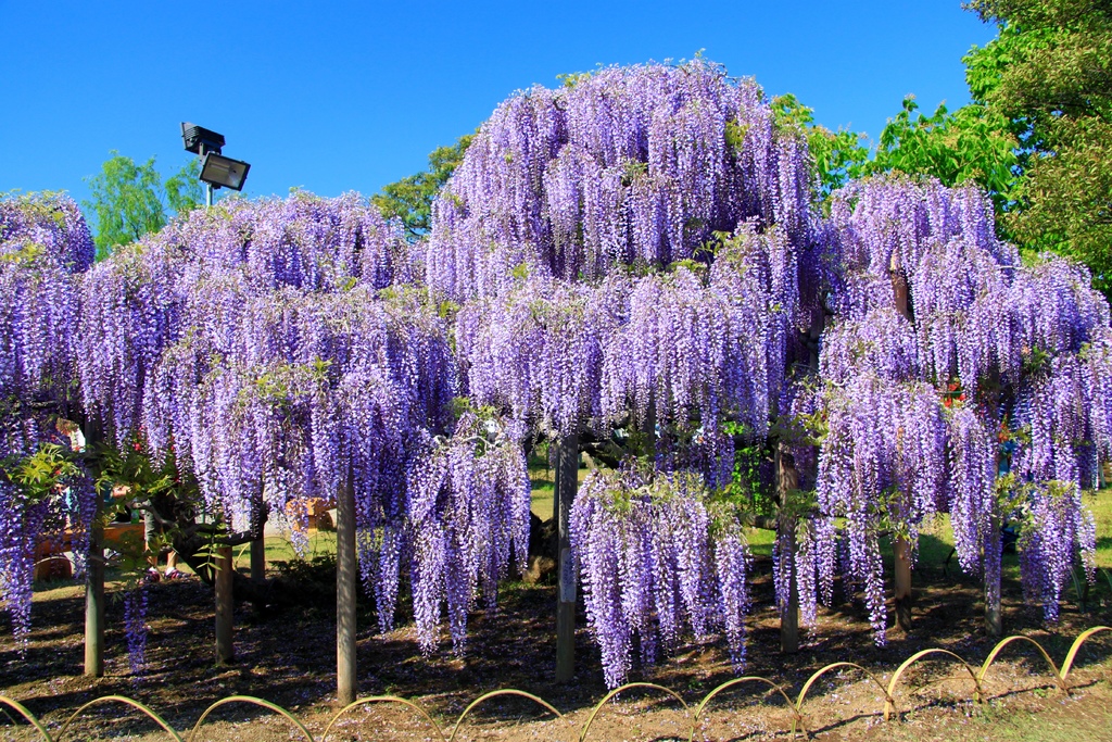 1_05足利花公園-紫藤01a.JPG