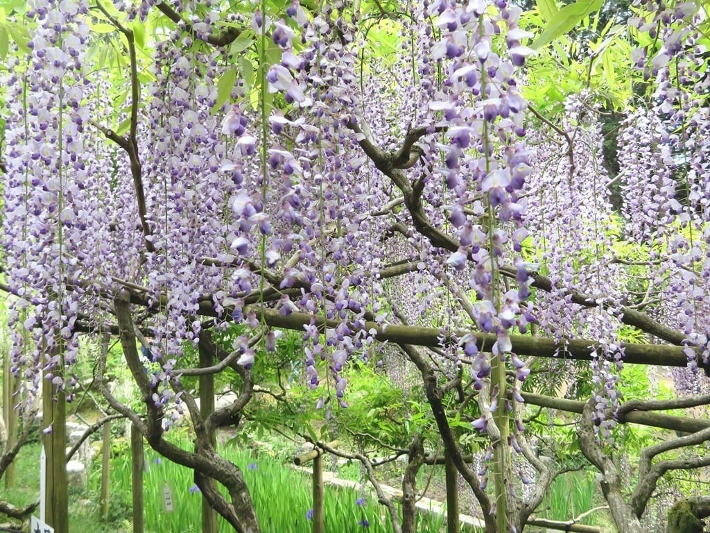 春日大社%26;萬葉植物園賞紫藤花IMG_1350-1024x768.jpg