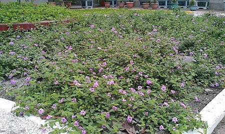 古華國小前庭紫色蔓性馬櫻丹大修剪 古華心士文情 痞客邦