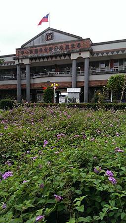 古華國小前庭紫色蔓性馬櫻丹大修剪 古華心士文情 痞客邦