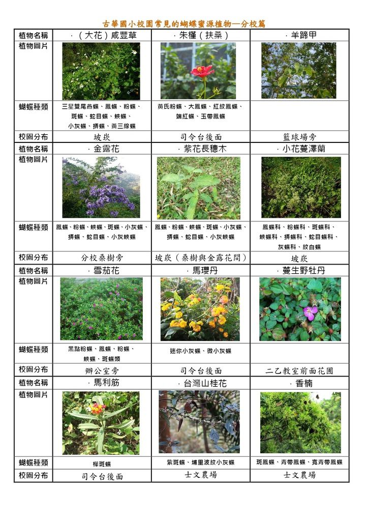 古華士文校園常見的蝴蝶蜜源植物1050422-1.jpg