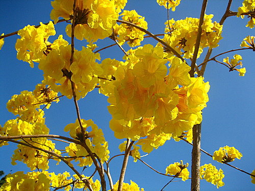 美麗的黃花風鈴木