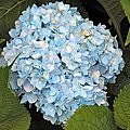後院藍色蕾絲繡球花