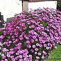 前院紫色雛菊叢