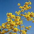 黃花風鈴木，亮黃黃的綻放在春日最美的藍天白日之下!