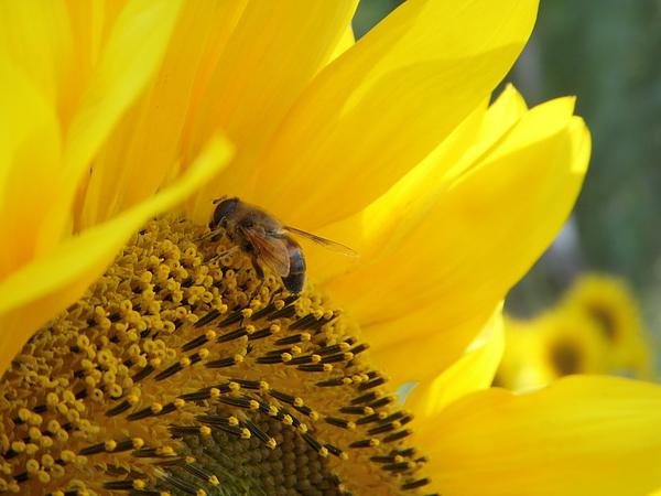 16-向日葵上的蜜蜂.jpg