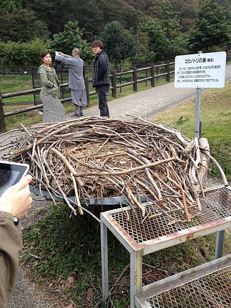 11/03送子鳥巢