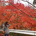 11/24美山公園紅葉