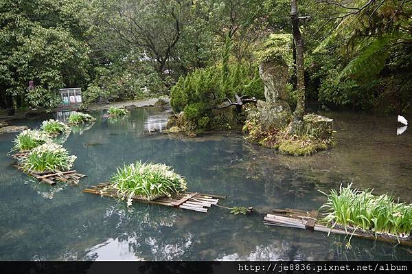 0214陽明山花季 014.JPG