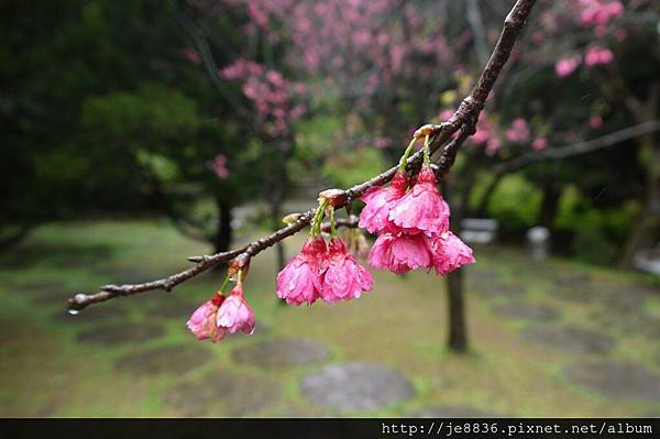 0214陽明山花季 022.JPG