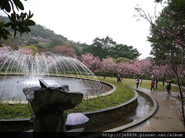 0214陽明山花季 043.JPG