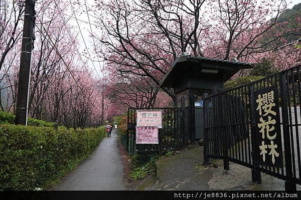 0214陽明山花季 055.JPG