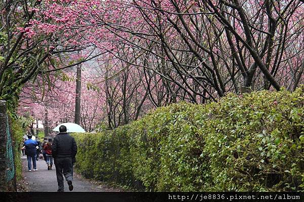 0214陽明山花季 060.JPG