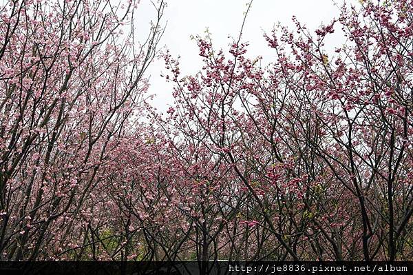 0214陽明山花季 064.JPG