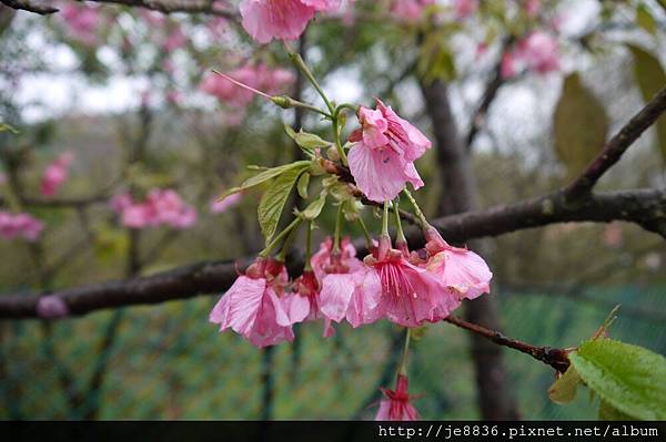 0214陽明山花季 070.JPG