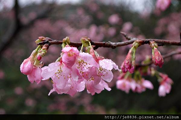 0214陽明山花季 072.JPG