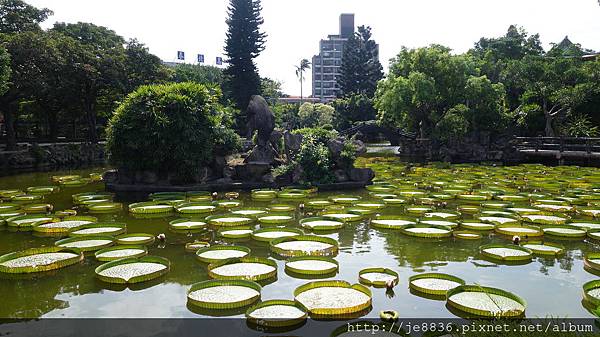 0919雙溪公園大王蓮 006.JPG