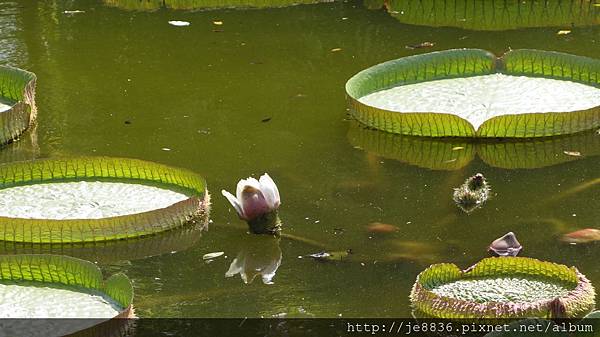 0919雙溪公園大王蓮 008.JPG