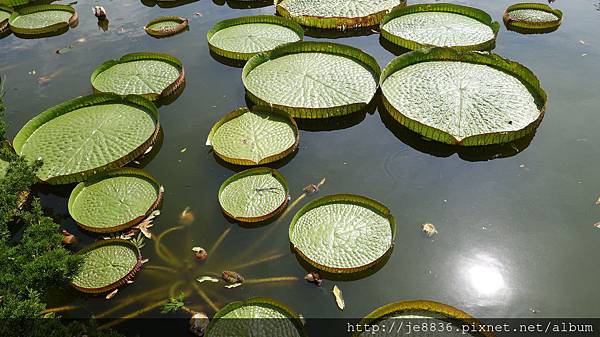 0919雙溪公園大王蓮 010.JPG