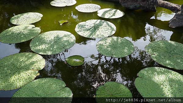 0919雙溪公園大王蓮 016.JPG