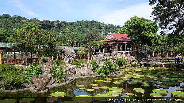 0919雙溪公園大王蓮 026.JPG