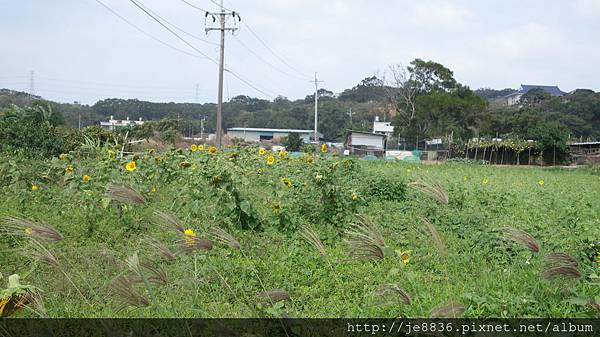 1028蘆竹花海 (3).JPG