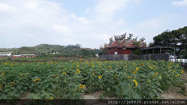 1028蘆竹花海 (20).JPG